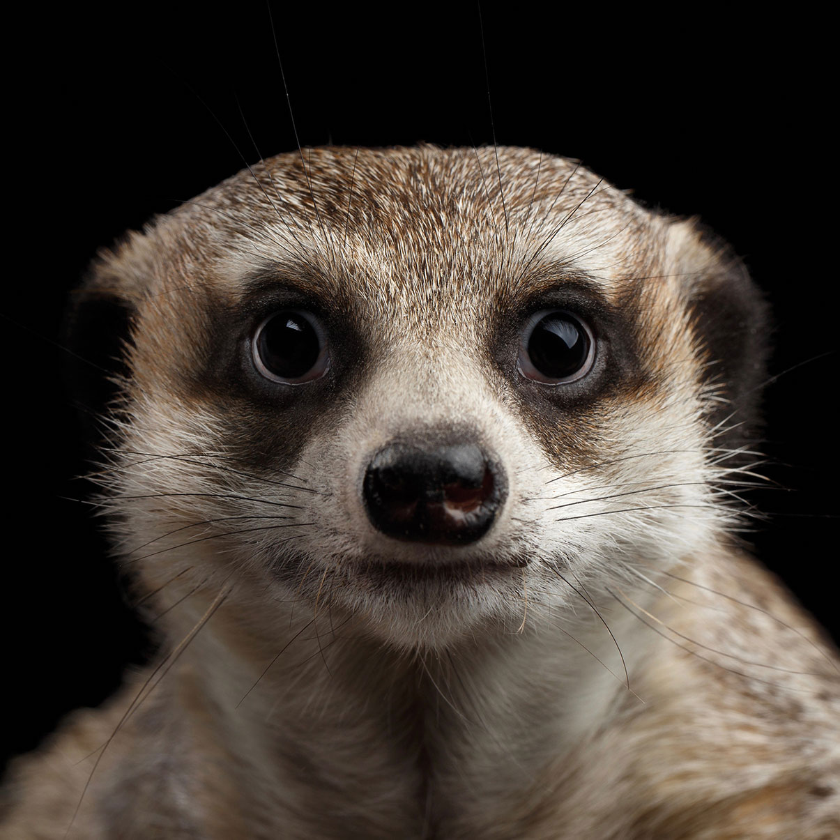 Dieren kleur 01